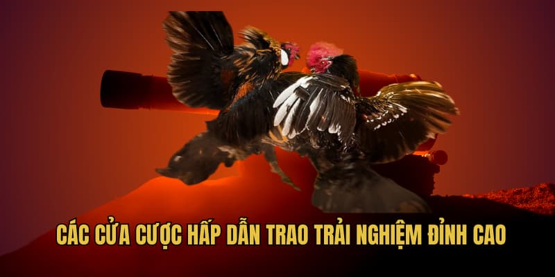Các cửa cược hấp dẫn trao trải nghiệm đỉnh cao