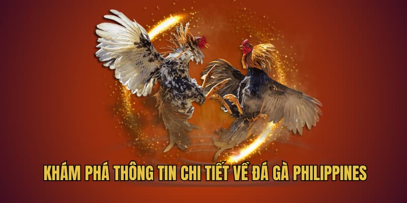Khám phá thông tin chi tiết về đá gà Philippines