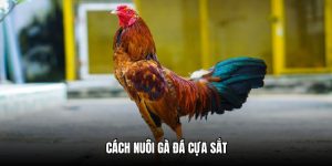 Cách Nuôi Gà Đá Cựa Sắt - Hướng Dẫn Từ A Đến Z Trên 23win