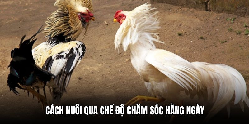 Những thói quen hằng ngày trong cách nuôi gà đá chọi