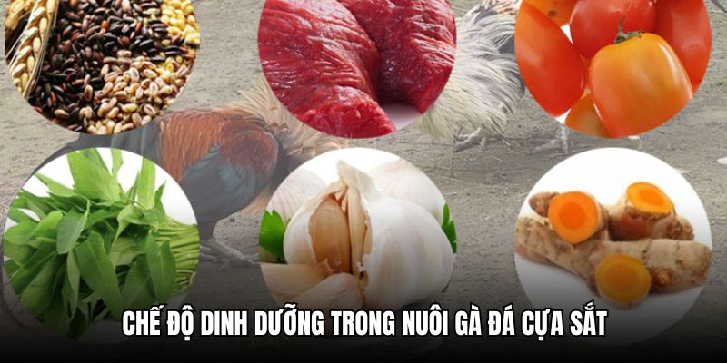 Tìm hiểu chế độ dinh dưỡng khi nuôi kê đá cựa sắt
