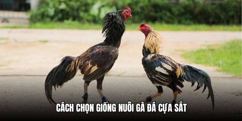 Hướng dẫn cách chọn giống để nuôi gà đá cựa sắt