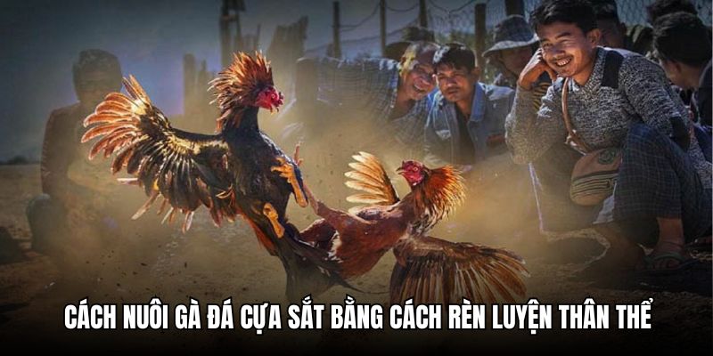 Cách nuôi đá gà cựa sắt bằng cách tập vần hơi và vần đòn