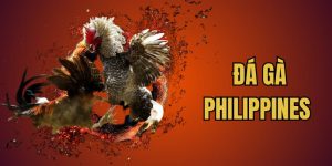 Đá Gà Philippines - Thiên Đường Giải Trí Đỉnh Cao Cho Sư Kê