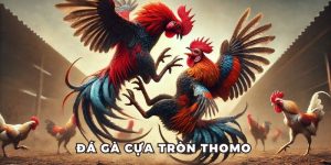 Đá Gà Cựa Tròn Thomo - Trận Đấu Máu Lửa, Kịch Tính Tột Độ