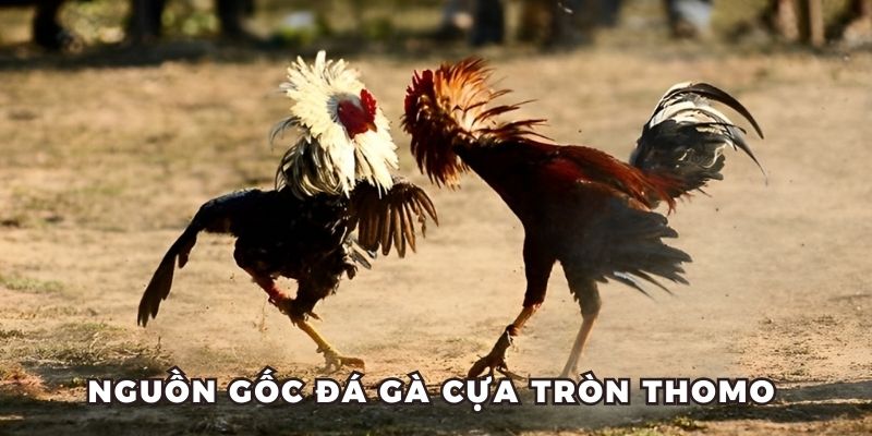 Giải thích về hình thức đá gà cựa tròn Thomo