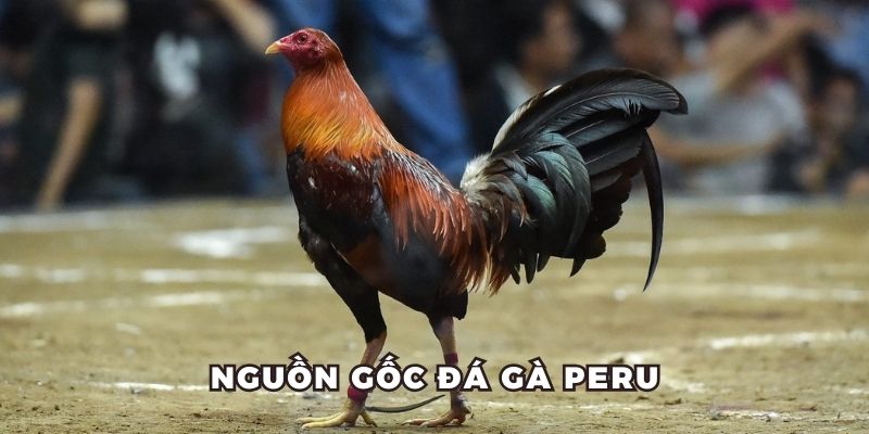 Tìm hiểu xuất xứ của đá gà Peru