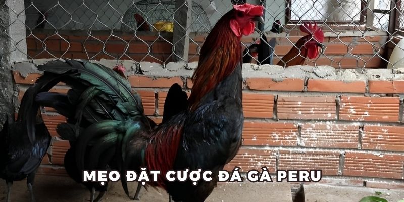 Phương pháp cược đá gà Peru hiệu quả