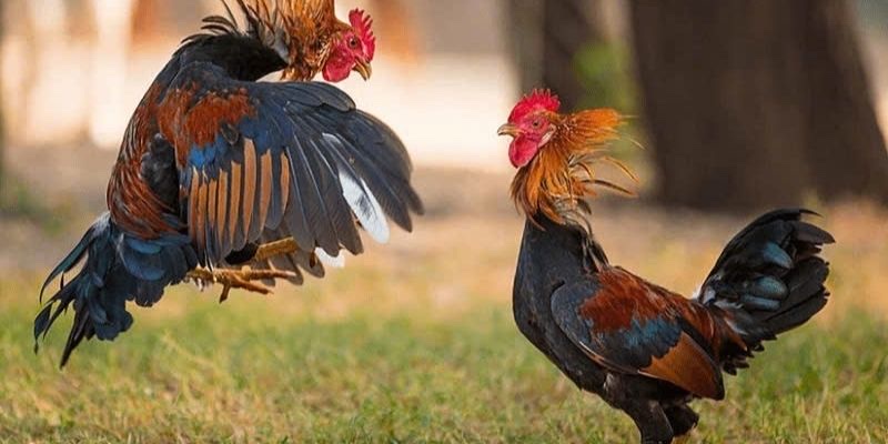 Những đặc điểm nổi trội khi tham gia cá cược