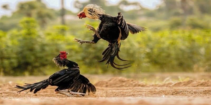 Hiểu về khái niệm trực tiếp đá gà c1 tại nhà cái